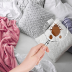 How to Prevent and Get Rid of Bedbugs in Your Home